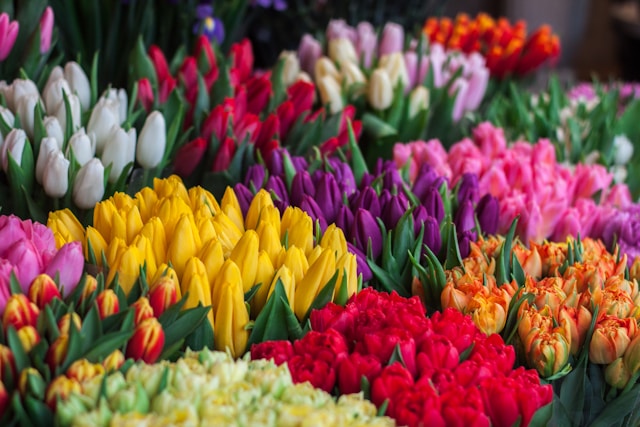 Kleurrijke bossen tulpen in geel, roze, paars, rood en oranje op een bloemenmarkt